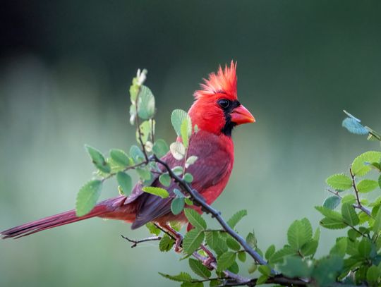 28th annual Great Texas Birding Classic begins April 15