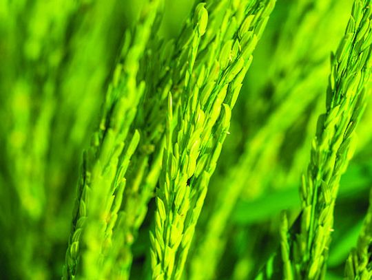 51st Eagle Lake Rice Field Day set for June 24