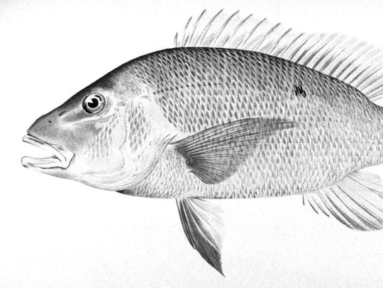 A tail of two fishes