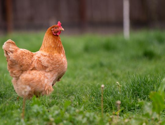 Backyard Poultry event returns to Columbus Tractor Supply