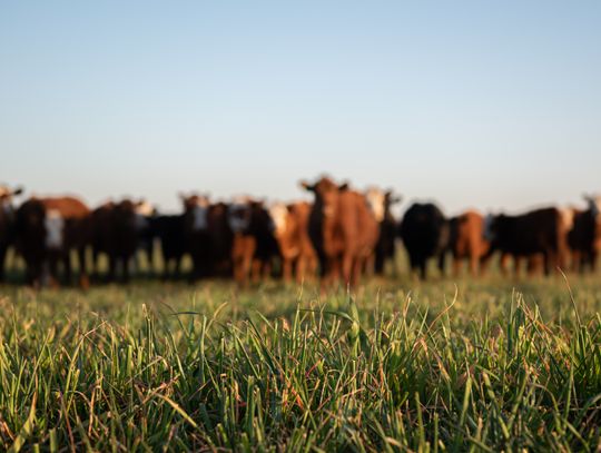 Beef and Forage Committee to host CEU Educational Event