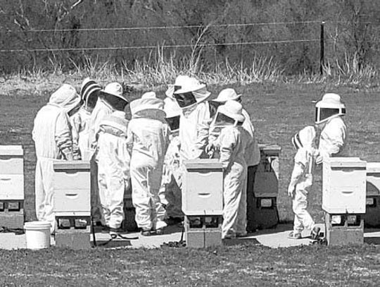 Beekeeping: an educational family experience