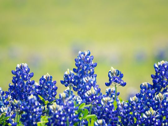 Bluebonnet Master Gardener Association hosts Lunch-N-Learn series