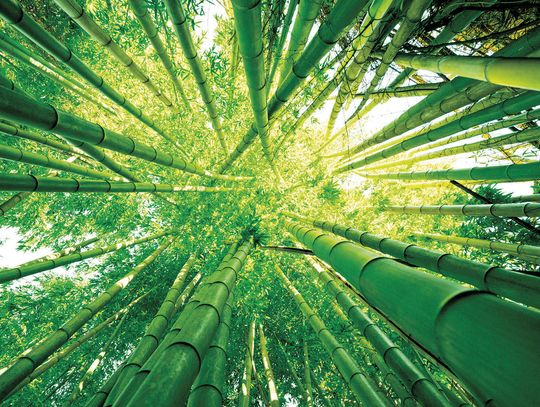 Caney Creek and the Bamboo Trail