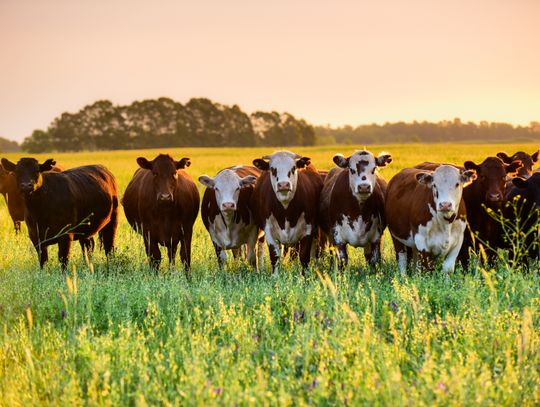 Colorado County livestock producers reminded to report forage losses by Jan. 30