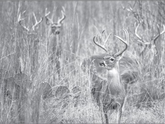 Columbus Tractor Supply hosts deer and wildlife event