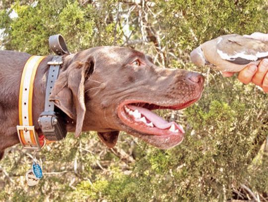 Doves, dogs, and heat stroke