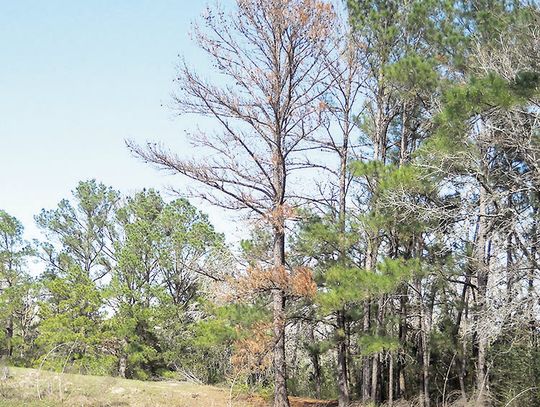 Extreme environmental conditions make Texas trees susceptible to secondary stressors