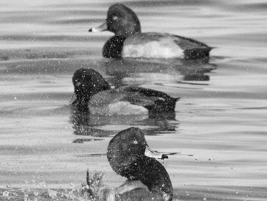 Highly pathogenic avian influenza detected in multiple areas throughout Texas