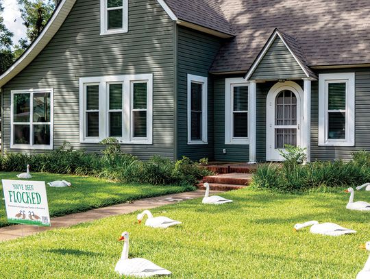 Houses flocked with two dozen decoy geese for Eagle Lake fundraiser