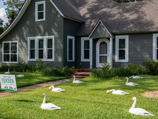 Houses flocked with two dozen decoy geese for Eagle Lake fundraiser