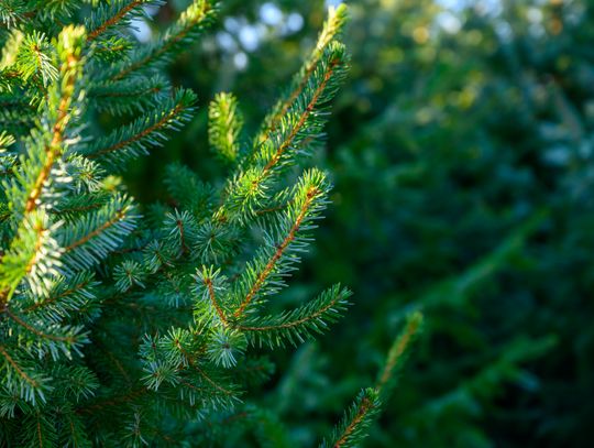 How to sustainably dispose of real Christmas trees