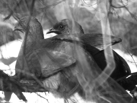 Hunting regulations are changing