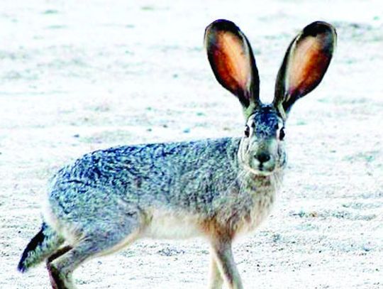 It’s Spring: Where have all the Jackrabbits gone?