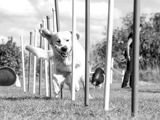 Library to host dog agility program