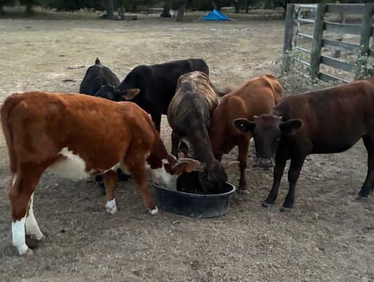 Livestock theft under partnered investigation