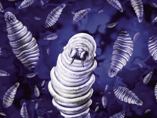 New World Screwworm confirmed in Texas