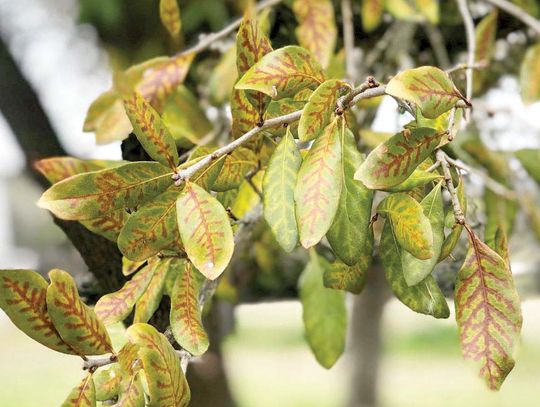 Prevent the spread of oak wilt in Texas