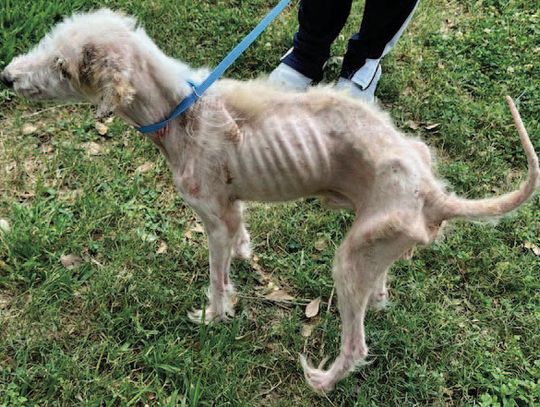 SPECIAL PALS STEPS IN NEGLECT CASE