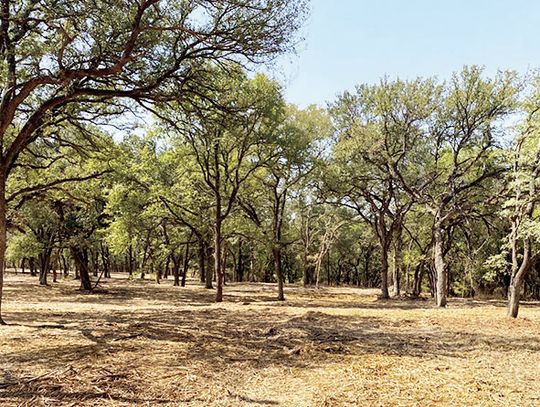 Texas A&M Forest Service awards landowners $155,000 for wildfire mitigation