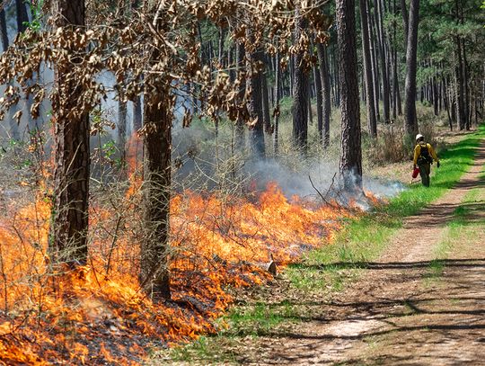 Texas A&M Forest Service helps strengthen landscapes with prescribed fire grants