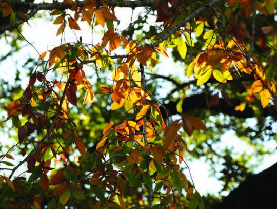 The magic and chemistry of fall foliage color