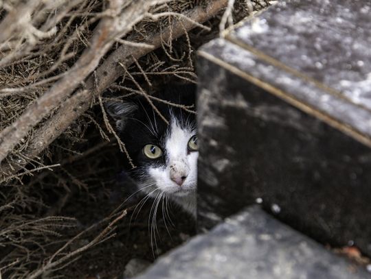 Thousands of homeless pets need help to survive winter storms