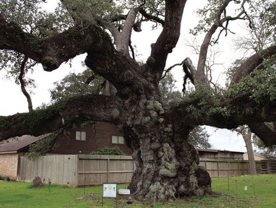 TxDOT assists with saving heritage tree