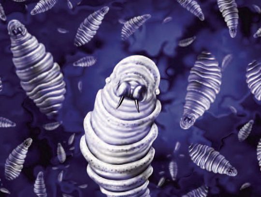 USDA invests in projects to strengthen New World Screwworm preparedness, response