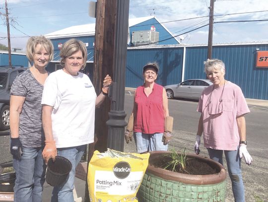 Weimar Garden Club plants cool weather flowers