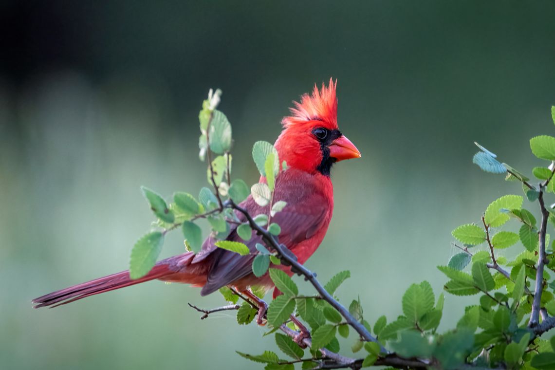 28th annual Great Texas Birding Classic begins April 15