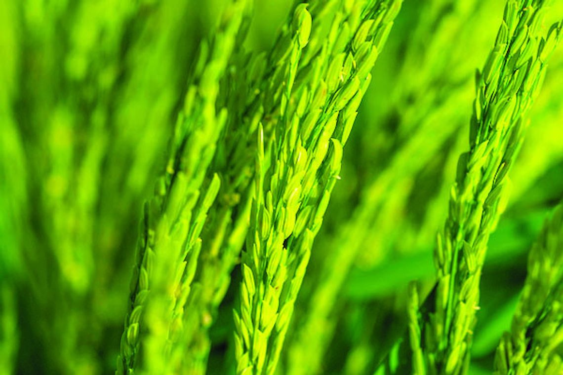 51st Eagle Lake Rice Field Day set for June 24