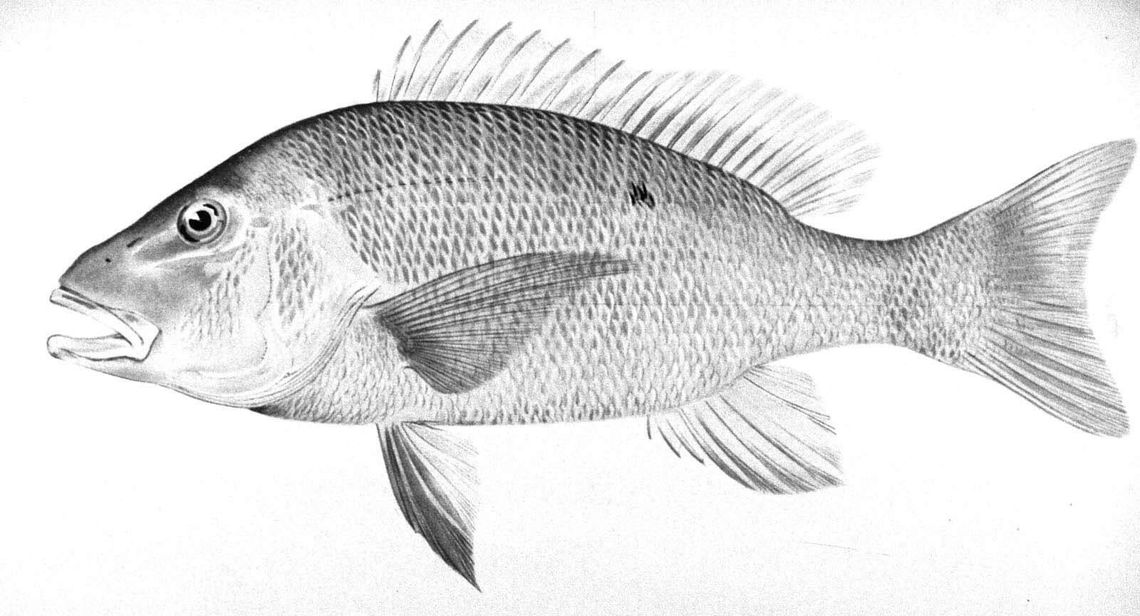 A tail of two fishes