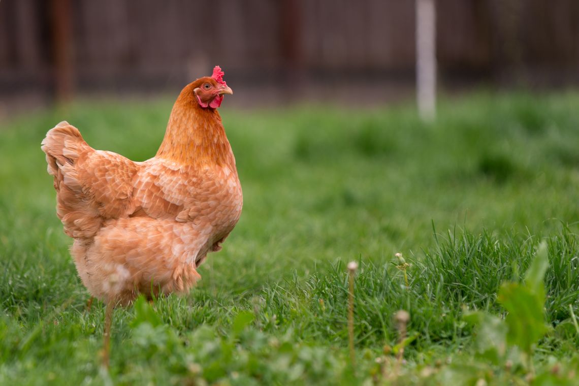 Backyard Poultry event returns to Columbus Tractor Supply