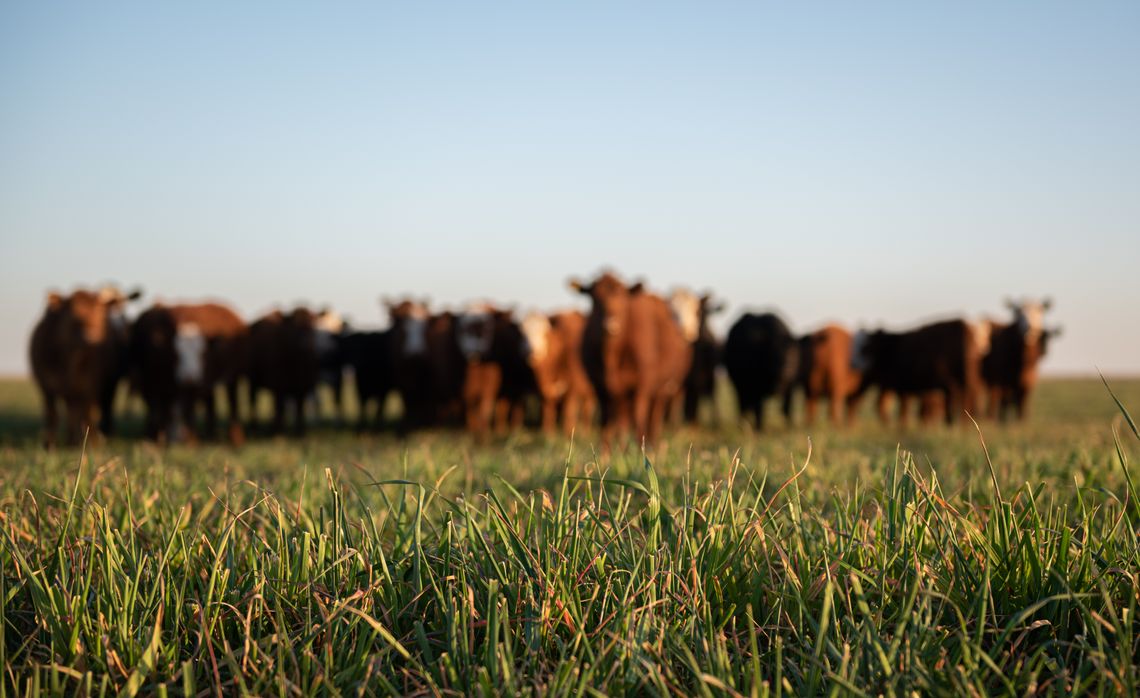 Beef and Forage Committee to host educational event