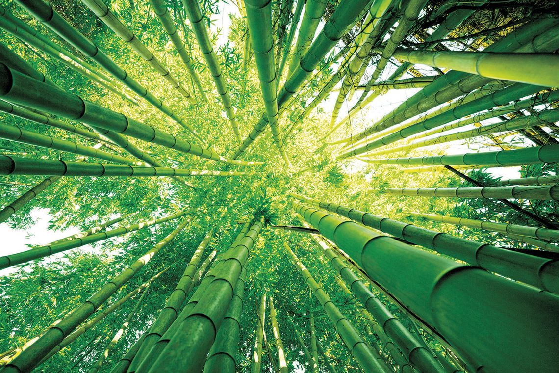 Caney Creek and the Bamboo Trail