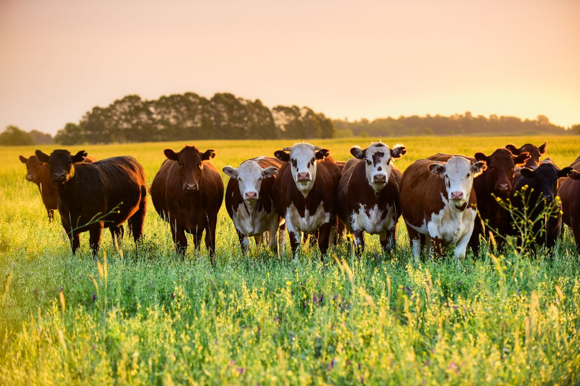 Colorado County livestock producers reminded to report forage losses by Jan. 30