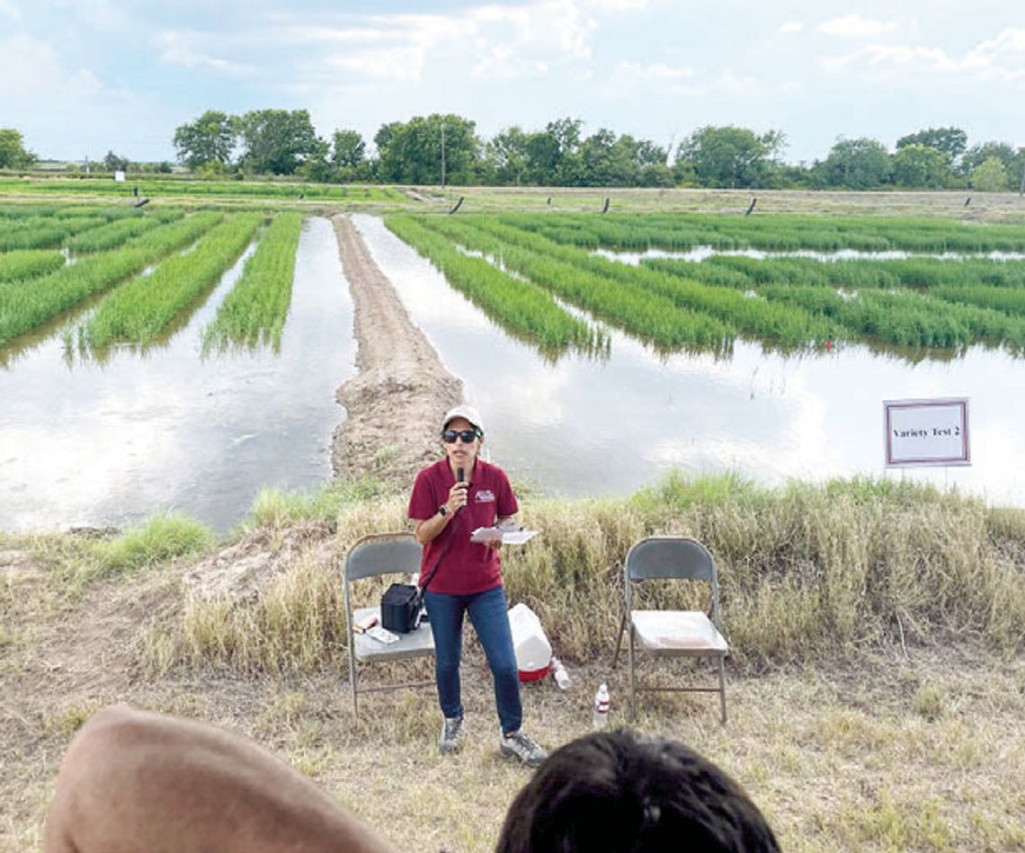 Eagle Lake Rice Field Day set for June 24