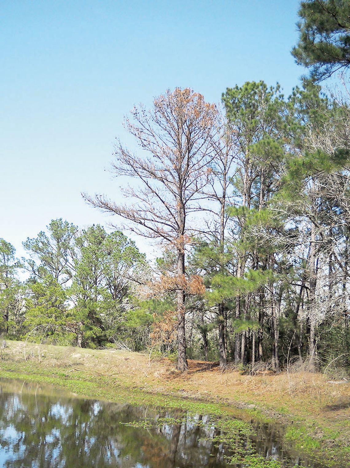 Extreme environmental conditions make Texas trees susceptible to secondary stressors