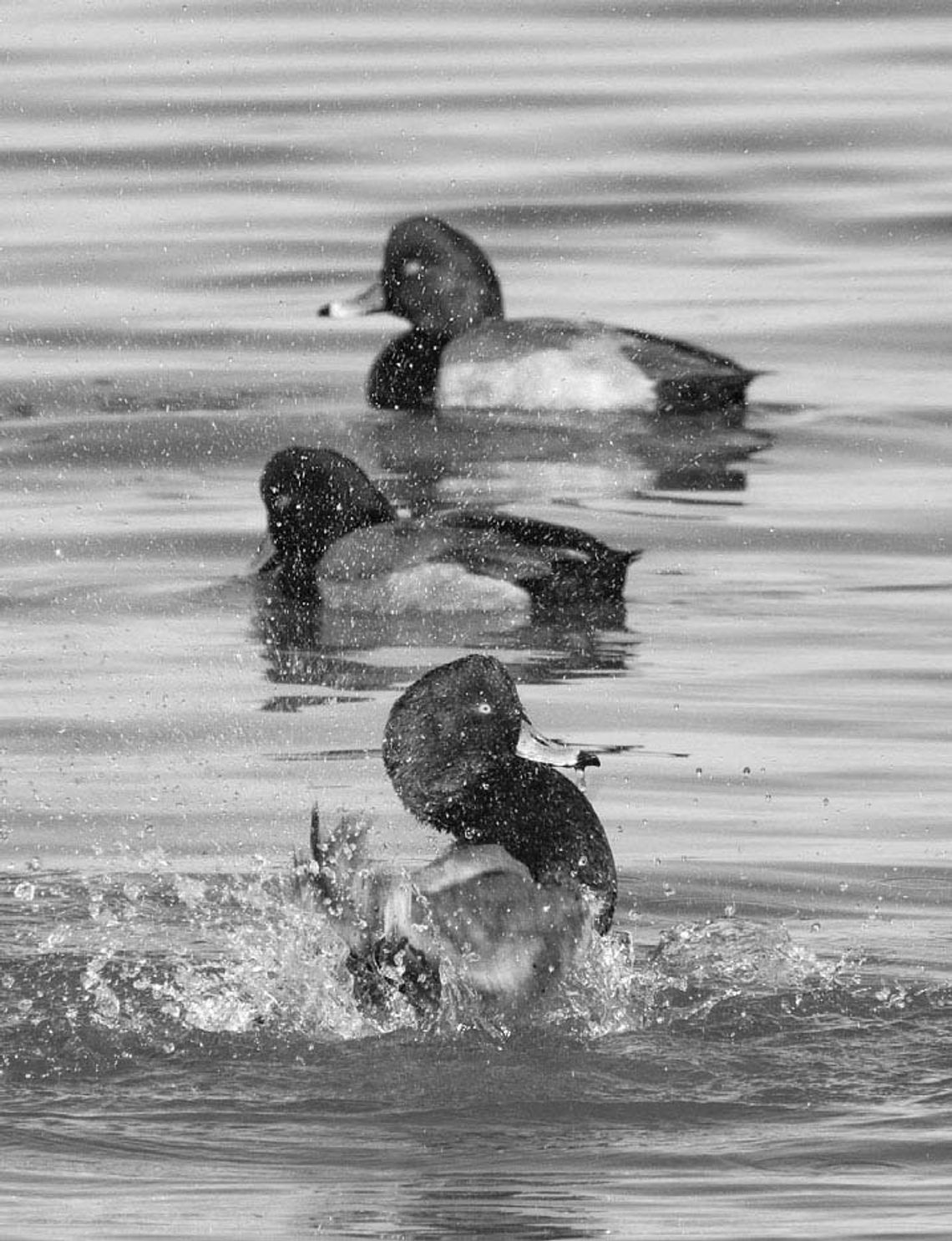 Highly pathogenic avian influenza detected in multiple areas throughout Texas Highly pathogenic avian influenza detected in multiple areas throughout Texas