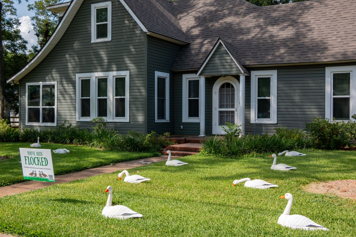 Houses flocked with two dozen decoy geese for Eagle Lake fundraiser