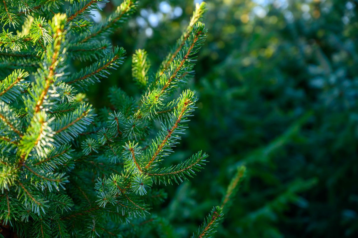 How to sustainably dispose of real Christmas trees