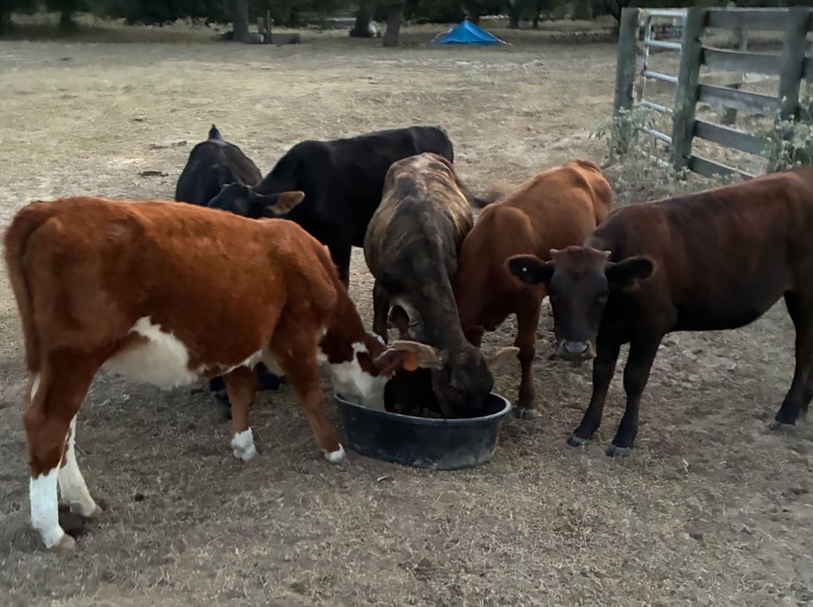 Livestock theft under partnered investigation Livestock theft under partnered investigation