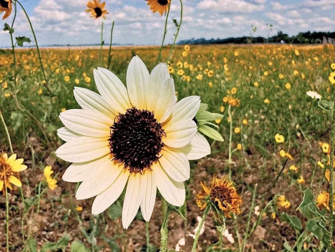 NATIVE SUNFLOWERS PROVIDE LIFELINE NATIVE SUNFLOWERS PROVIDE LIFELINE