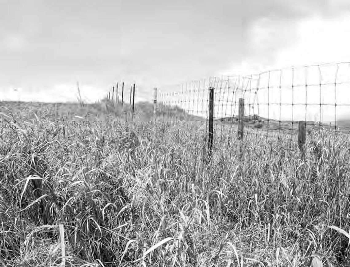 Pasture weed identification presentation at Weimar Library