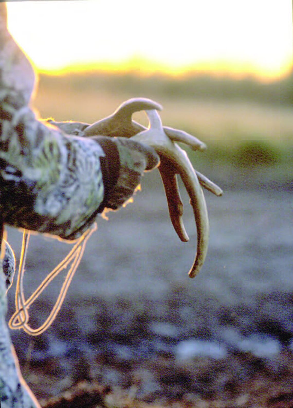 Rattling isn’t confined to snakes Rattling isn’t confined to snakes