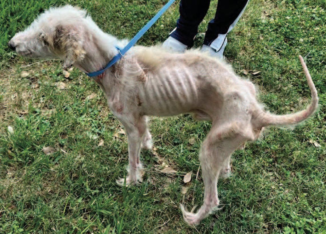 SPECIAL PALS STEPS IN NEGLECT CASE