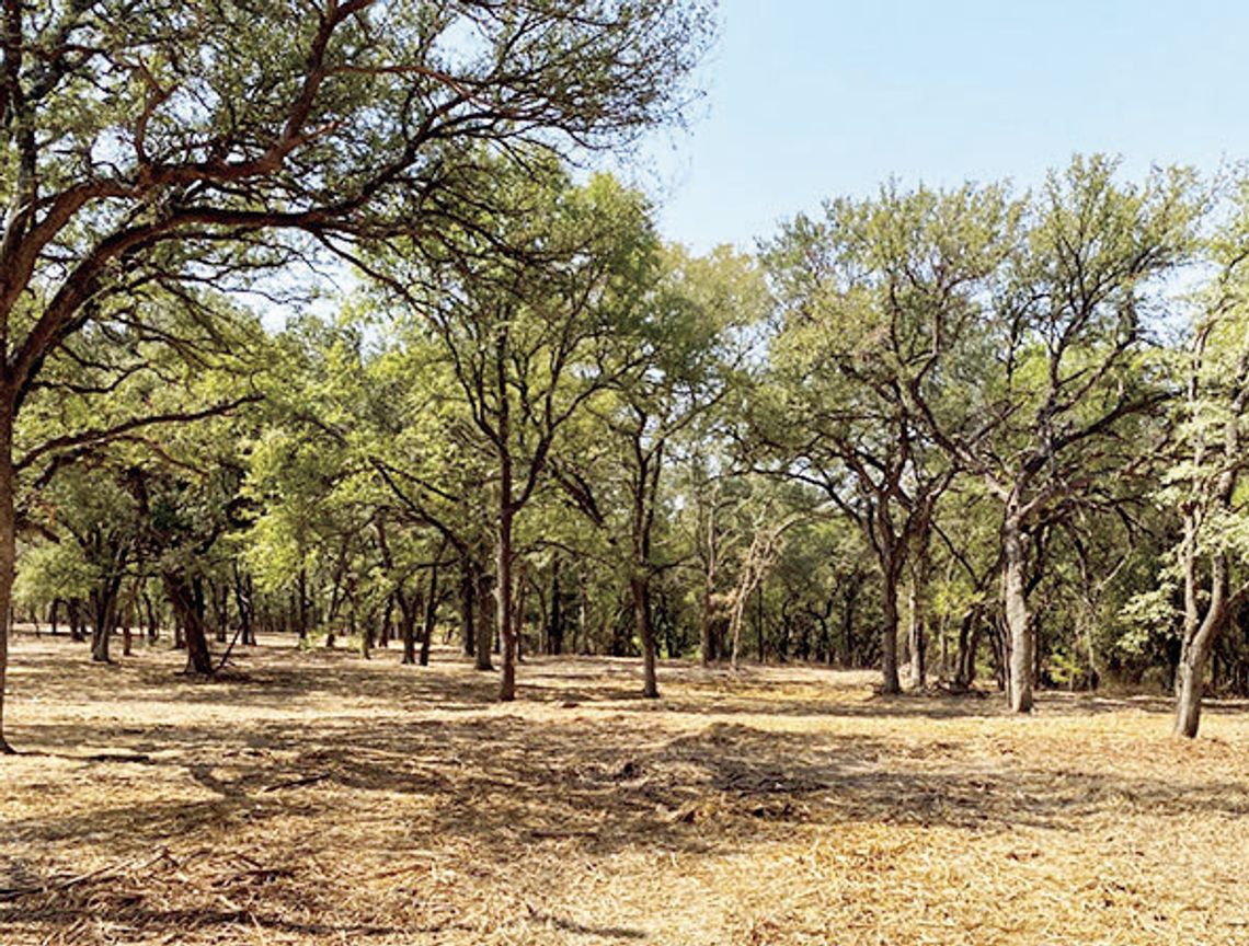 Texas A&M Forest Service awards landowners $155,000 for wildfire mitigation