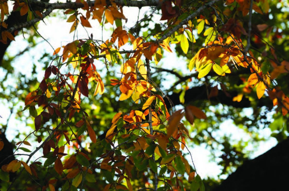 The magic and chemistry of fall foliage color