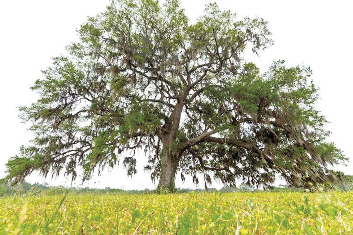 THE SILENT TREE KILLER